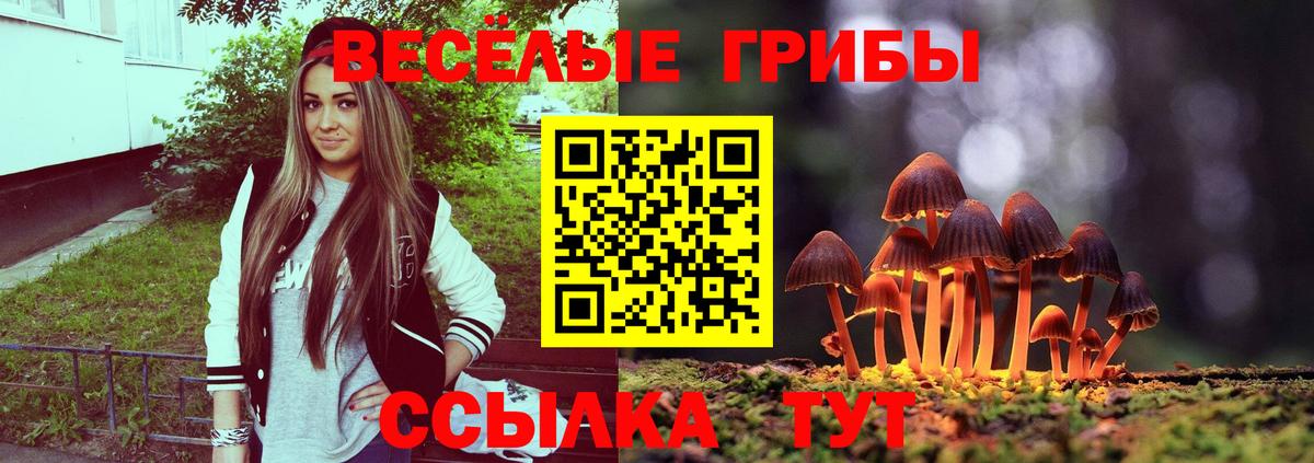 Галлюциногенные грибы Psilocybine cubensis Сальск